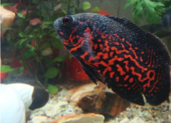 不要小看白點病，不得不治！