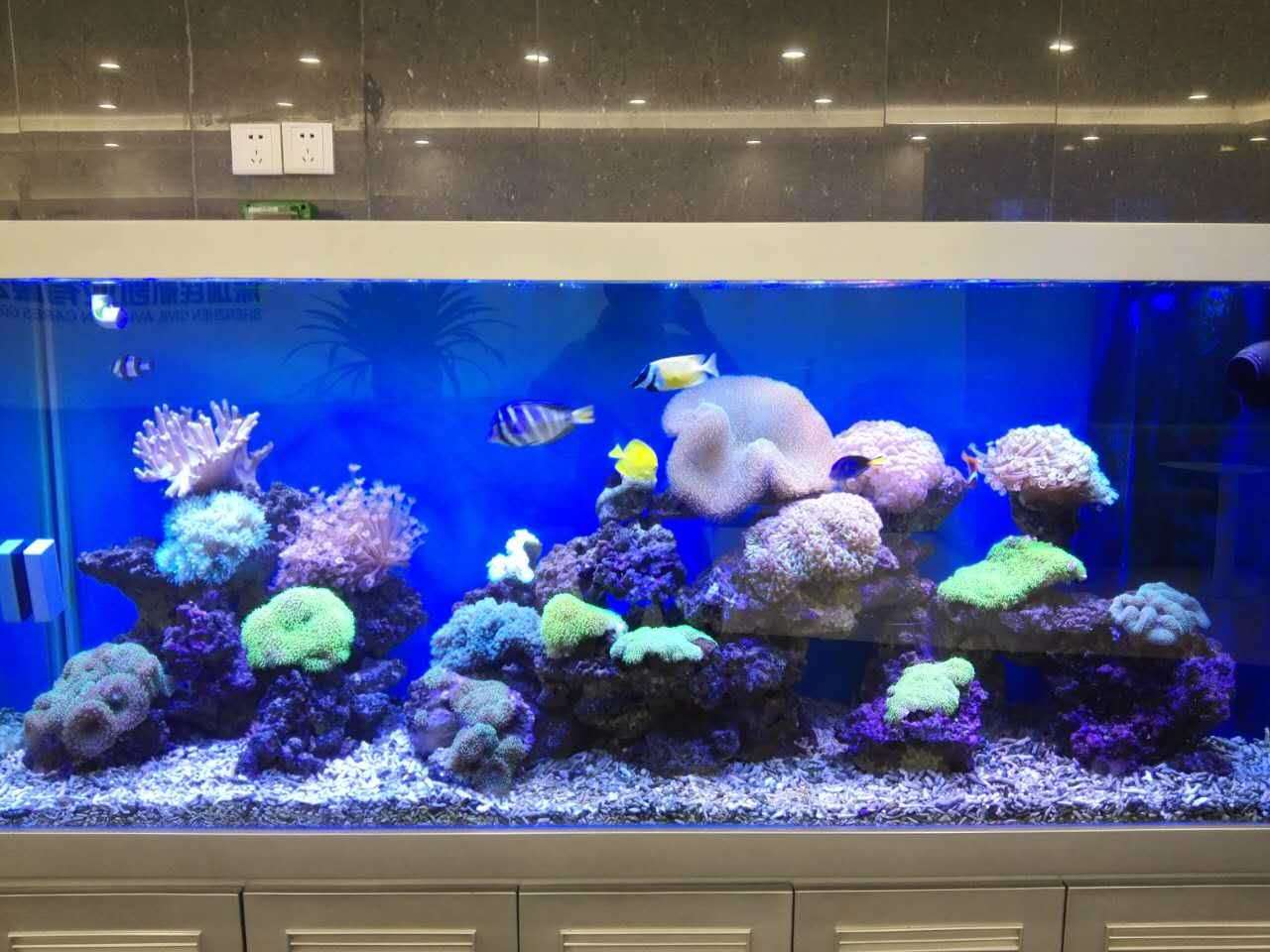 海水生態(tài)造景魚缸